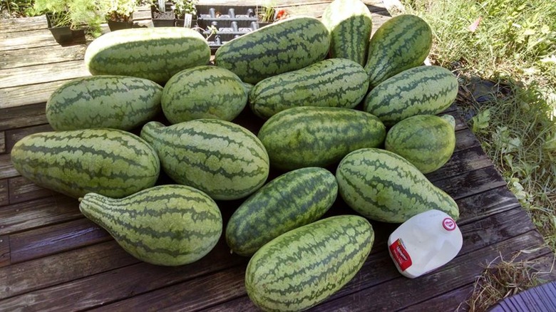 A large pile of massive jubilee watermelon on a wooden deck