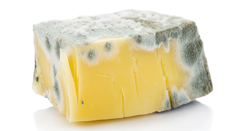Block of moldy cheese