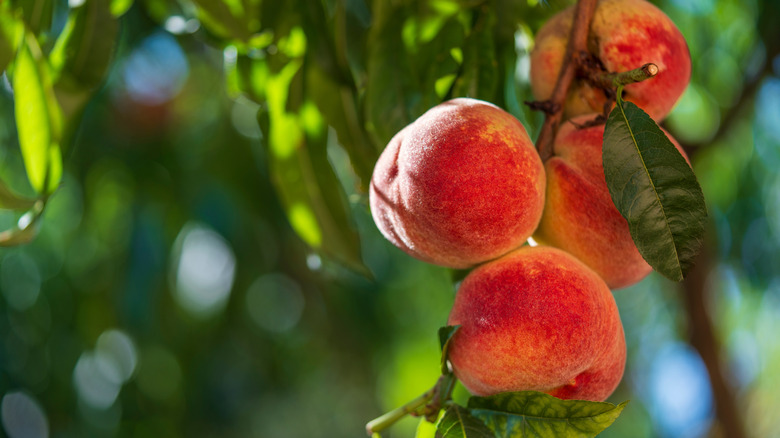 Fresh peaches growing on a tree