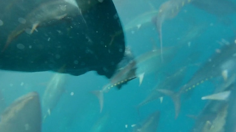 Anthony Bourdain swimming with tuna.