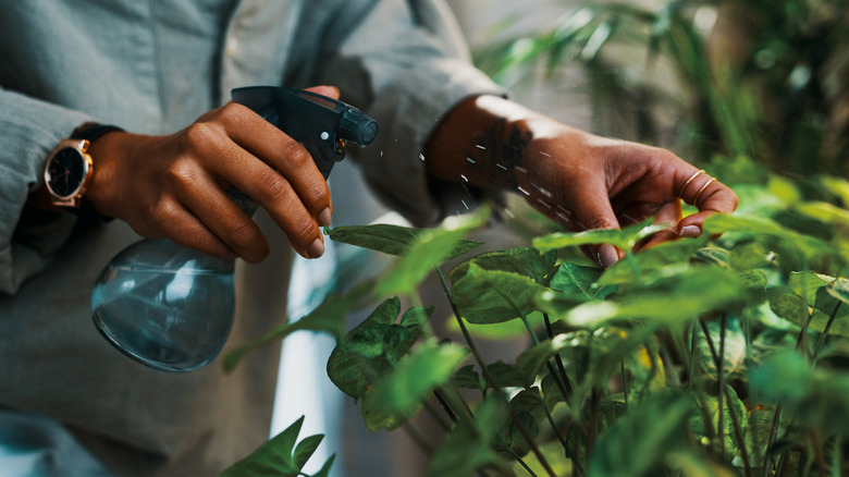 Person spraying houseplant
