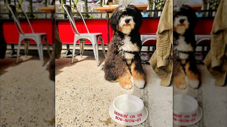 Dog sitting next to a table and a water bowl at Bar Primi
