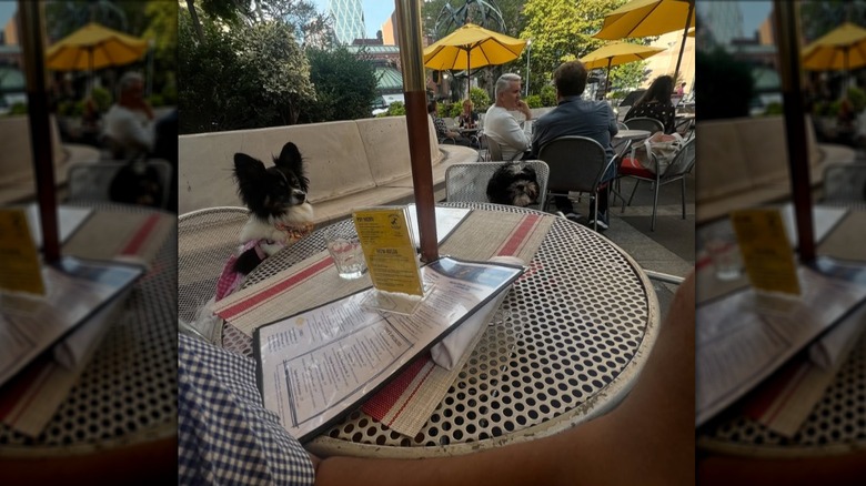 Two small dogs sitting at a table on the patio of Barking Dog