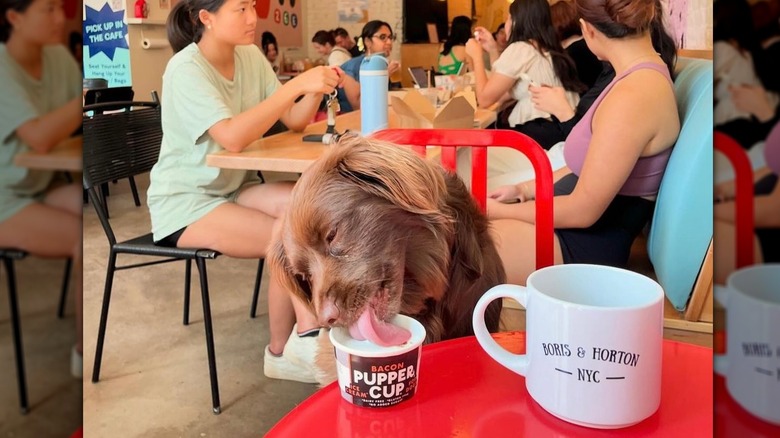 Dog sitting at a table licking a cup of dog ice cream inside Boris & Horton