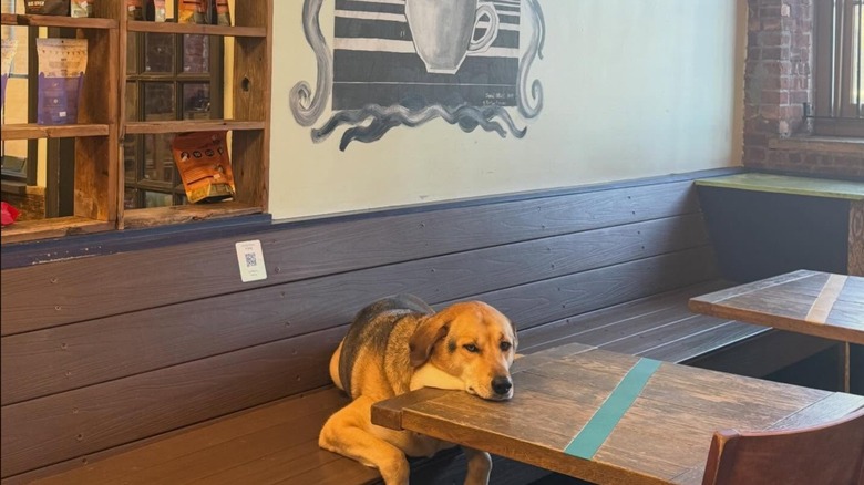 Worn-out-looking dog at a table inside Château le Woof