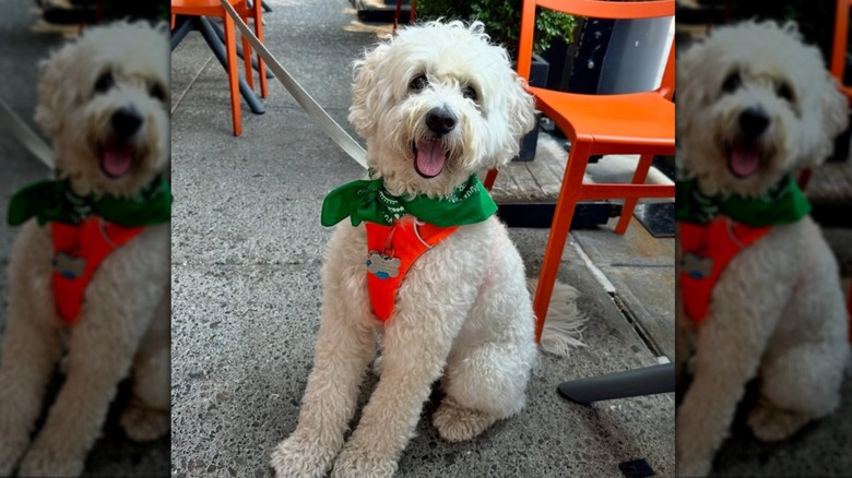 Happy dog on the patio at Cookshop