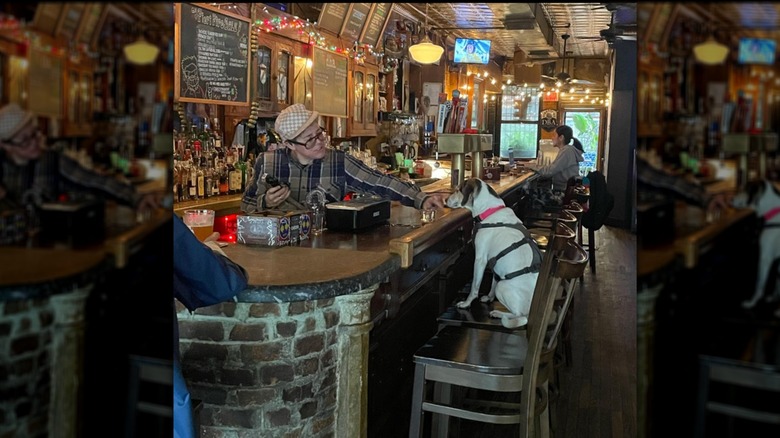 Dog in a harness sitting on a stool at the bar inside dba