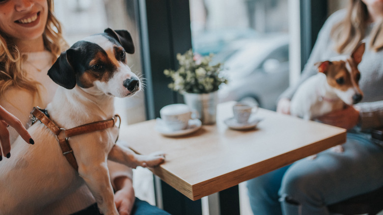 Two dogs sitting at a table with two women