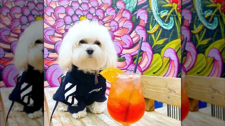 Small dog sitting on a table on the patio at Luckydog with a mixed drink