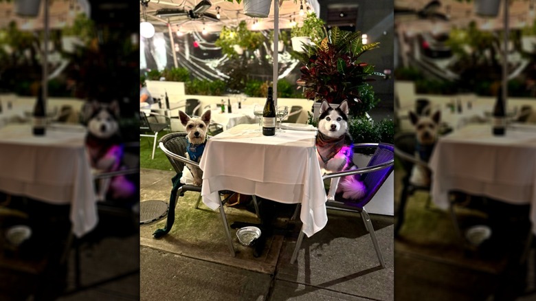 Two dogs sitting at a table on the patio at Novitá