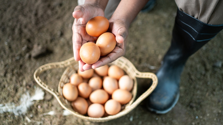 Hands holding chicken eggs