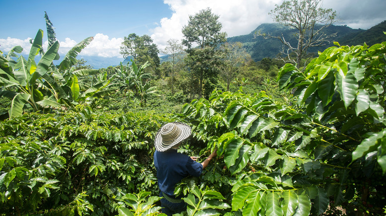 Colombian coffee farmer assessing trees.