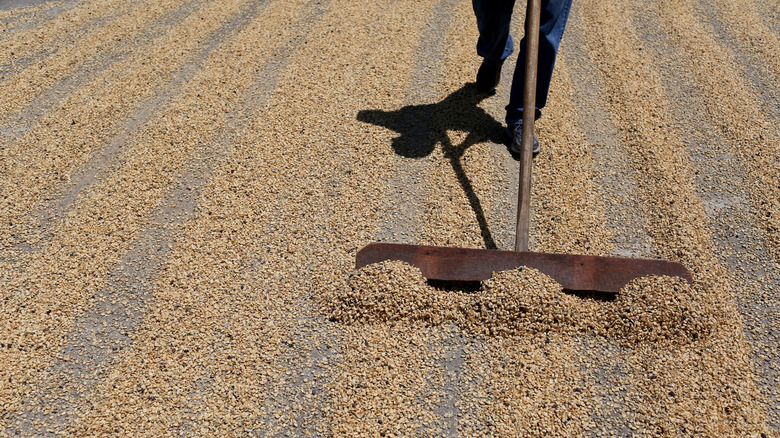 Patio-dried coffee in parchment being raked.