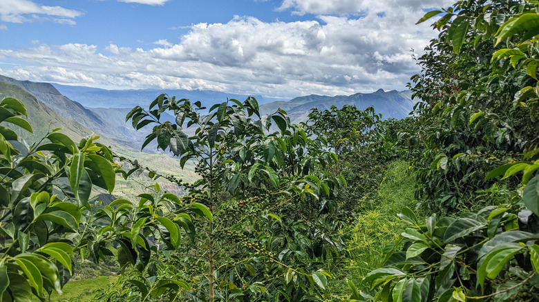 Coffee trees overlooking mountains in Ecuador.