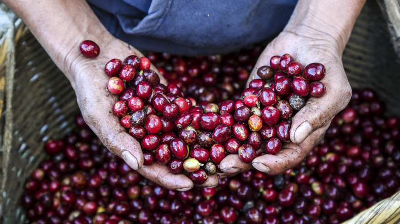 A pair of hands holding coffee cherries in a basket.