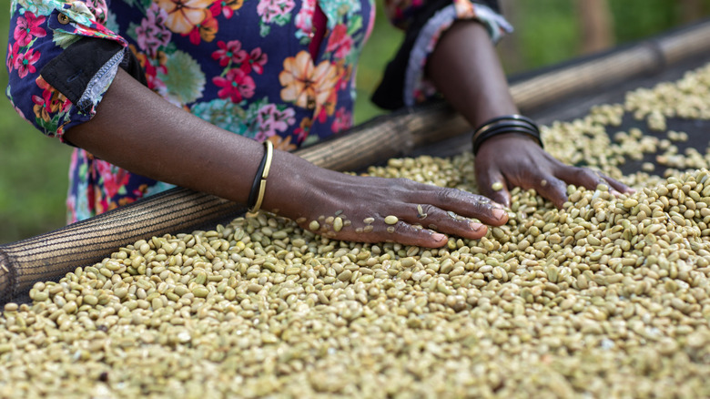 Person sorting coffee parchment.