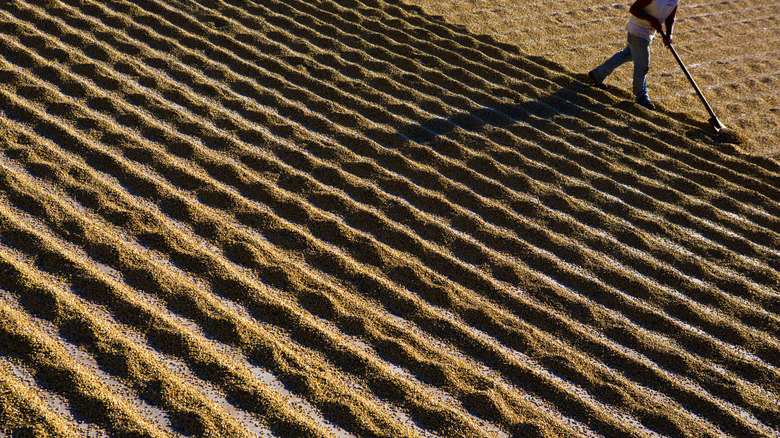Patio dried coffees being raked.
