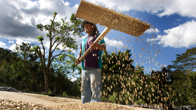 Coffee farmer raking coffee.