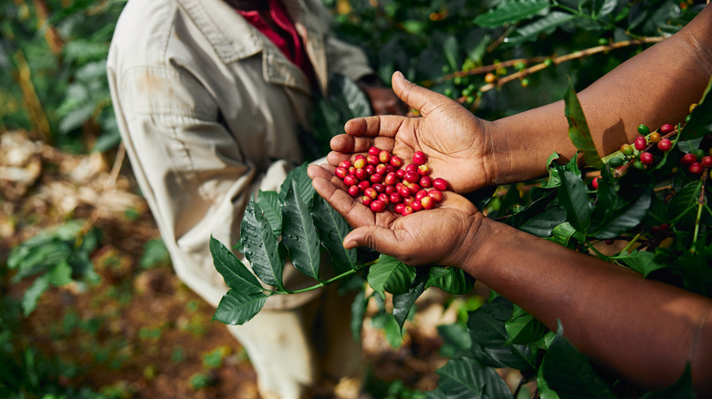 Person holding coffee cherries