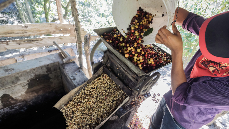 Bucket of Mexican coffee beans being poured into a depulping machine.