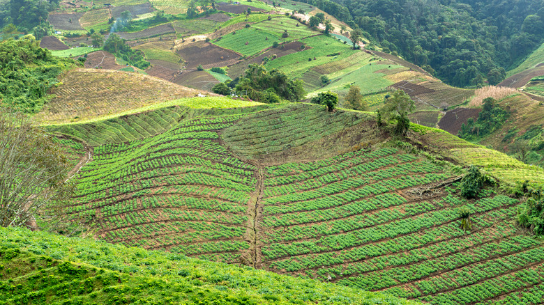 Coffee plantation in Panama.