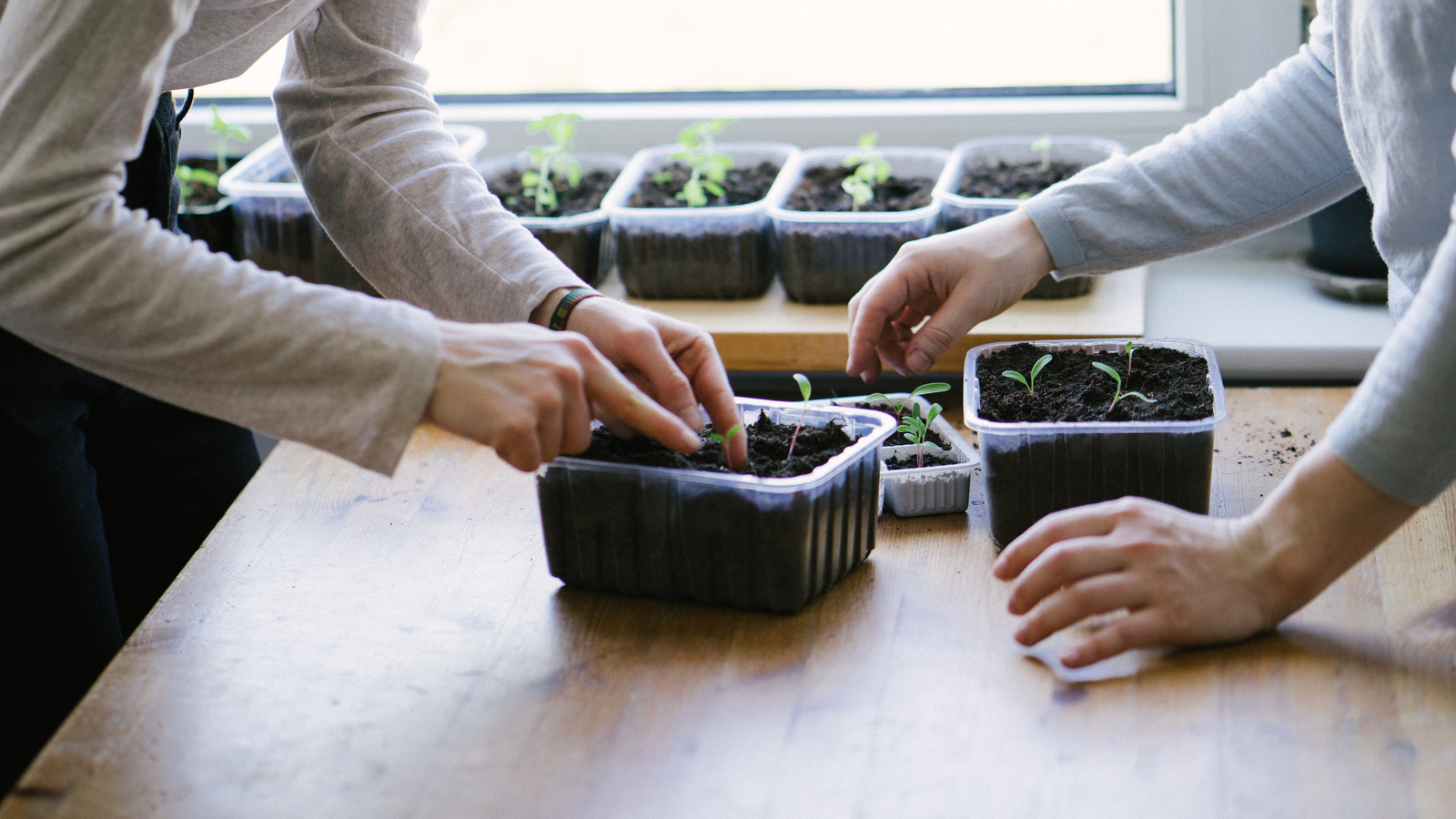 11 Easiest Vegetables To Grow Inside