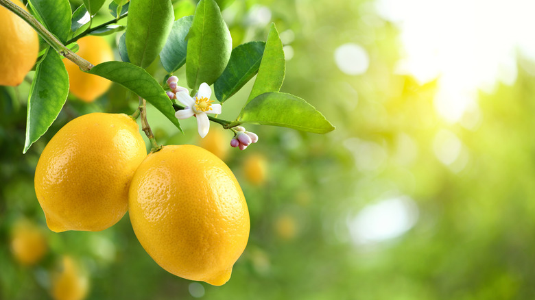 Ripe lemons on a tree