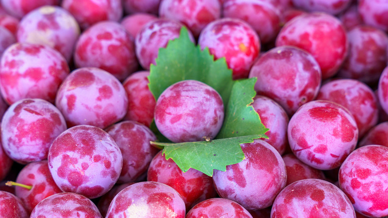 Texture shot of purple plums