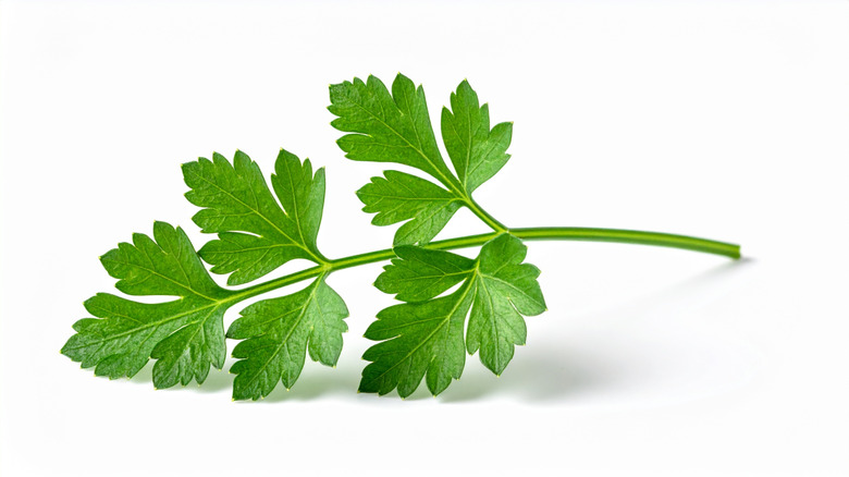 Chervil on a white background