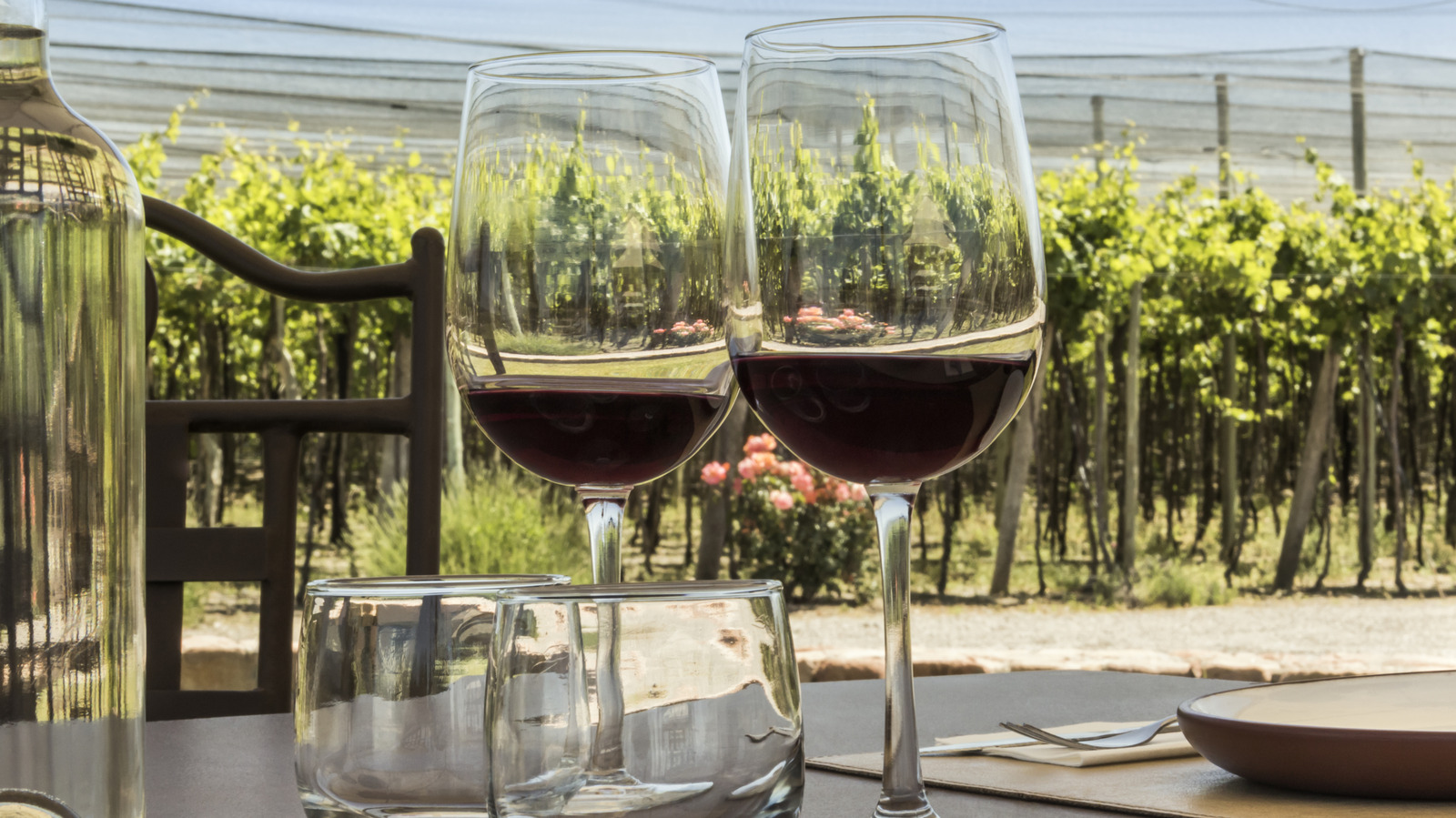 11 Mexican Wines That Should Be On Your Radar