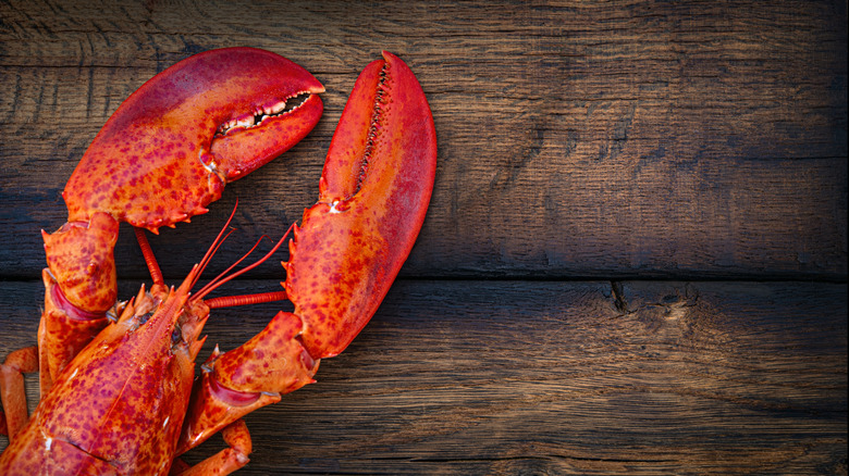 A steamed lobster with large claws