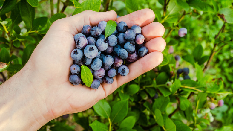 Hand holding fresh blueberries in field