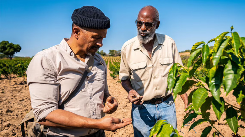 Two men assessing coffee beans in a field
