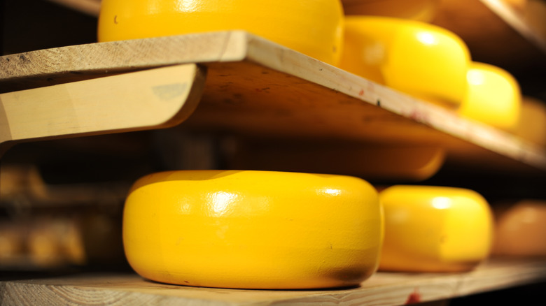 Several wheels of cheddar cheese lined up on wooden shelves