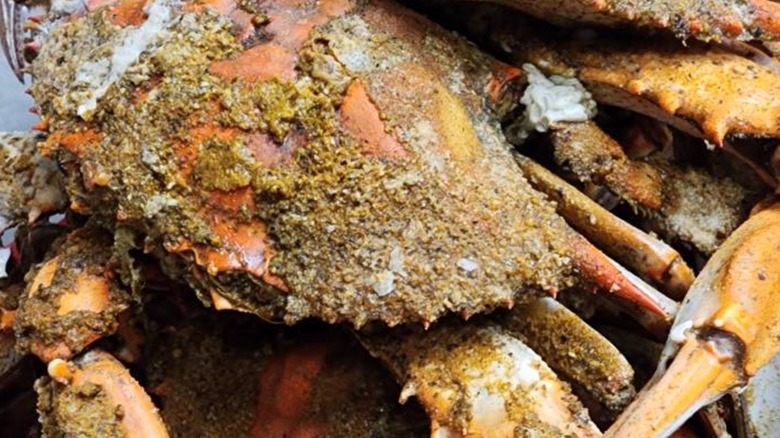 A steamed and seasoned blue crab