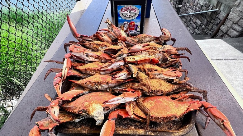 A platter of steamed blue crabs on a picnic table