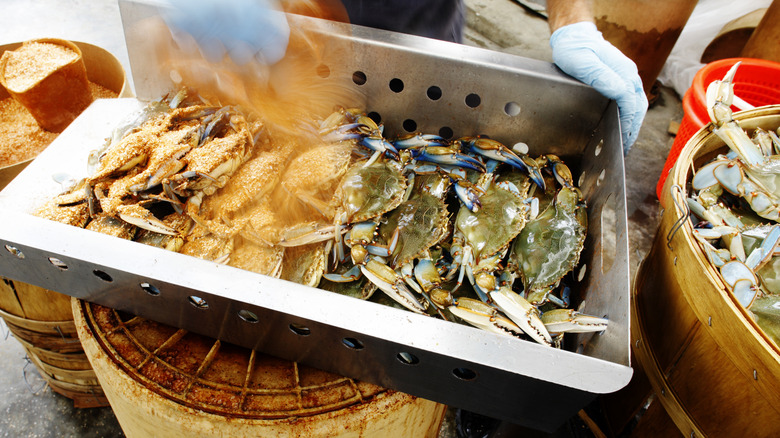 A person seasoning Maryland blue crabs before steaming