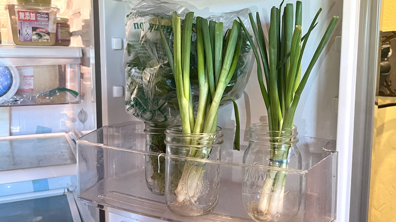 Cilantro and parsley in jars sitting on shelf in refrigerator door