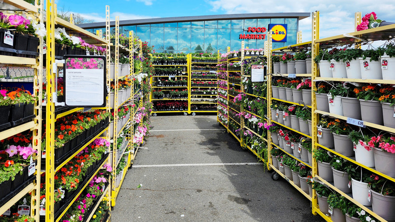 Outdoor aisle at a Lidl garden center, with plants on shelves on either side