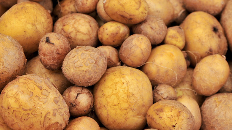 A pile of German Butterball potatoes