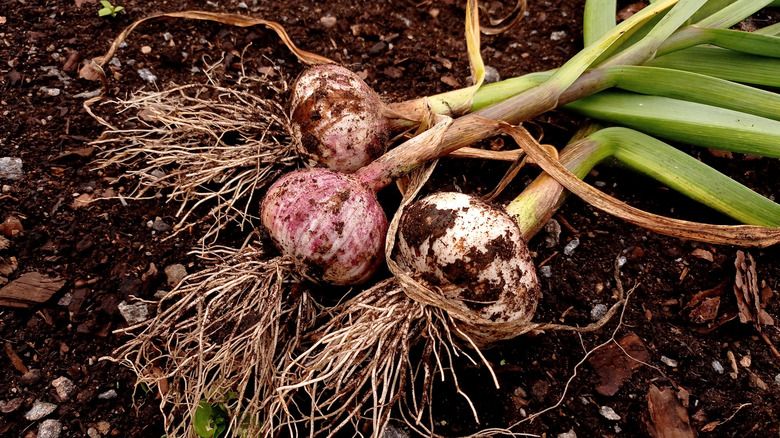 Onions with roots just pulled from the dirt