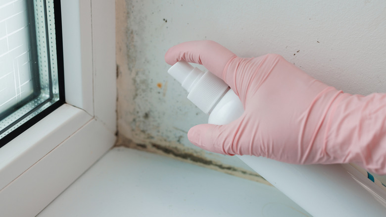 Someone with a pink glove on spraying liquid at a moldy corner