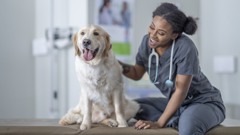 A golden retriever sits on an exam table next to a smiling veterinarian