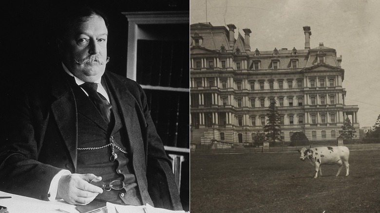 Photo of William Howard Taft sitting at desk holding glasses, and photo of Pauline Wayne, Taft's dairy cow, grazing on the lawn of the State, War, and Navy Building