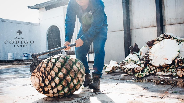A person chopping an agave piña at the Código 1530 distillery