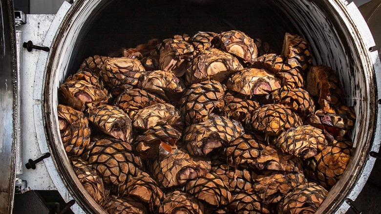 An autoclave full of cooked agave piñas