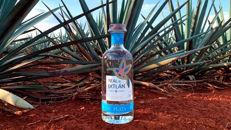 A bottle of Real De Ixtlán tequila in an agave field