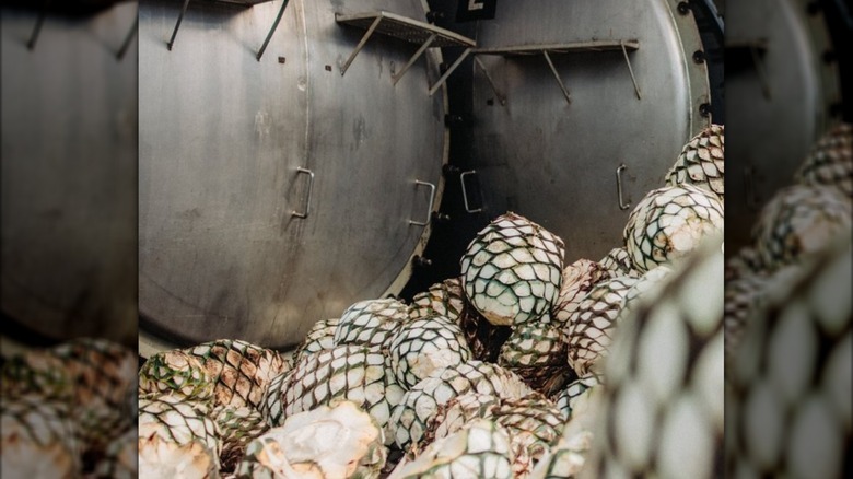 agave piñas at the Sierra Tequila distillery