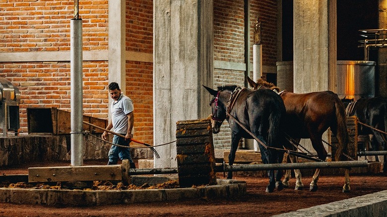 Horses pulling a tahona wheel at the Siete Leguas distillery