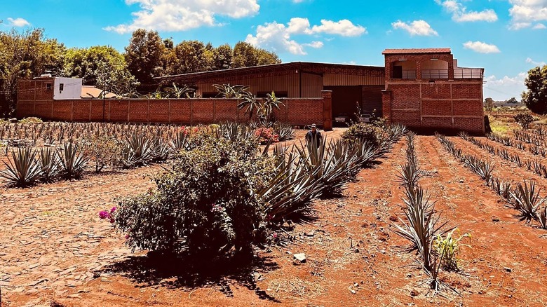 The Suerte Tequila distillery